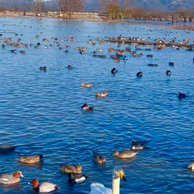 白鳥と瓢湖の画像