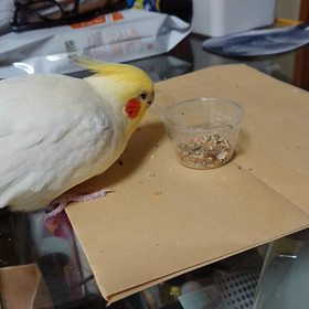 ヒマ種をの画像