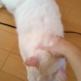 術後のこはくちゃんの画像