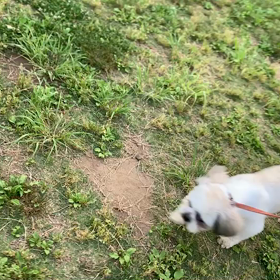 6月6日8わんこと1時間遠足  代々木公園の画像