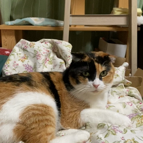 秋の夜はふけて…の画像