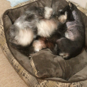 グーちゃんの子育ての画像