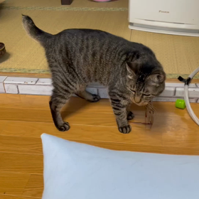 トラちゃん♀膀胱炎疑惑の画像