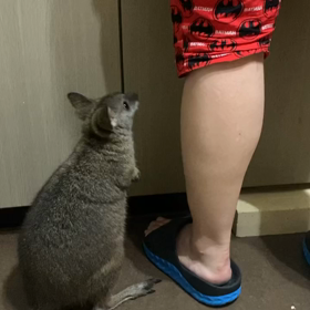 リンゴが待てない、ワラビーのもっさんの画像