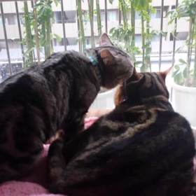 その日の朝(vol2): 毛繕いされてます！の画像