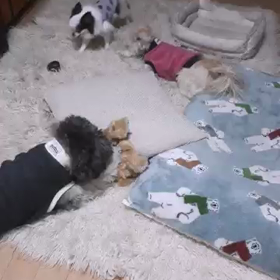 もう寝る時間✨   ペットホテル ＡＤＣ ＣＯＺＹの画像