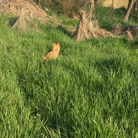 春の野草で素敵おかず&…の画像