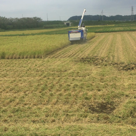 今日も稲刈りの画像