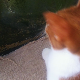 今朝の事の画像