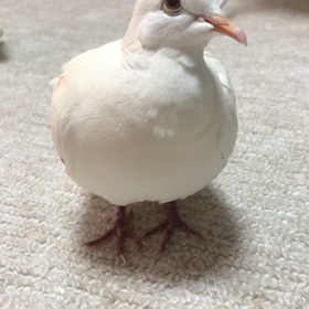 鳩のうーちゃんの画像
