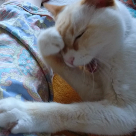 1番好きなアニメ教えて！の画像