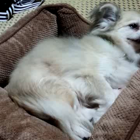 ブラッシングの画像