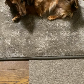 5月のお留守番ココアの画像