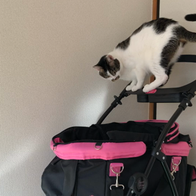 ヤツが来たの画像