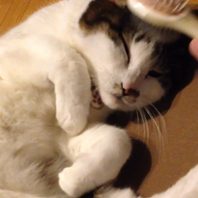 そこそこの画像