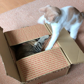 ユニクロBox強奪戦！の画像