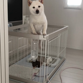 ジャンプの画像