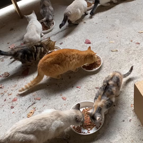 保護された野良猫さん達です　^o^の画像