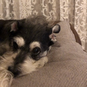 ナデナデの画像