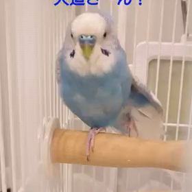 おしゃべりインコ❤️おやすみ前のおしゃべりの画像