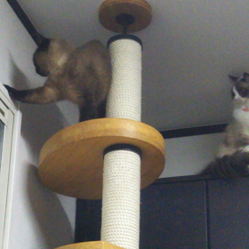 やっと撮れた〜(ΦωΦ)の画像