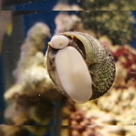 海水魚水槽　今朝の動画　貝たちの画像