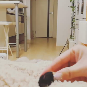 にゃーにゃーにゃー　猫の日の画像