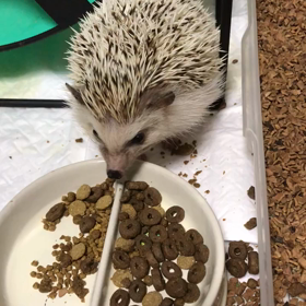 146日目謎の緑うんちが続くの画像