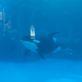 親という字の意味は？の画像