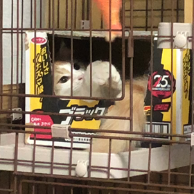 箱入り息子。の画像