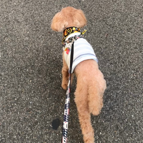 今日も走る、の画像