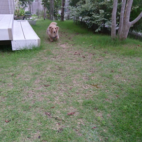 少しずつ～!犬(・・;)の画像