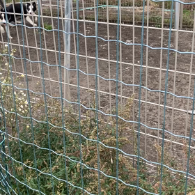 ボーダーコリー　販売中3ヶ月男の子　3頭の画像