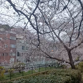 きのうのさくらの画像