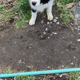 リード練習の画像