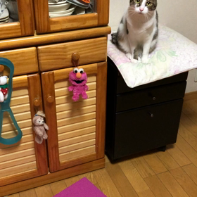 娘、吐いた。デールちゃんの日課！の画像