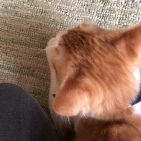 レオ君 甘えん坊タイムの画像