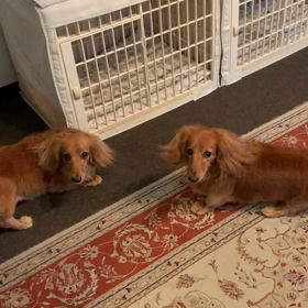 夕ごはん準備中のファイト〜！の画像