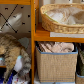 寝てると思ったらの画像