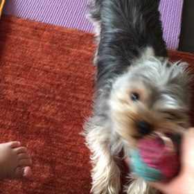 ガーガーぺっちゃん。の画像