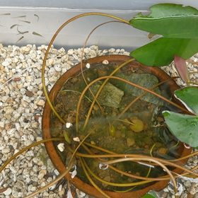 むち打たれの画像