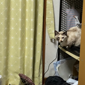 今日のマロンの画像