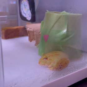 カエルの餌やりの画像