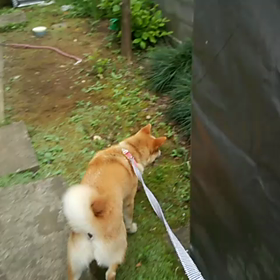 一狩りいこうぜの画像