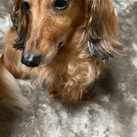 ココアのアピールの画像