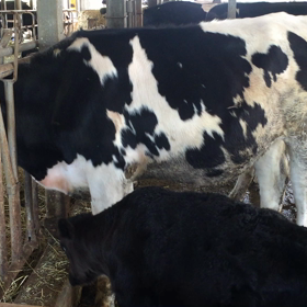 ひょいっとな♪の画像