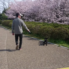 お花見   2の画像