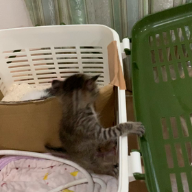 左脳欠損のルカ君 7の画像