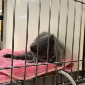 可愛こちゃん♡の画像