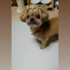 ふたたび男子寮の画像